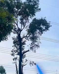 4K views · 35 reactions | Using Laser To Cut Tree Branches!  | Classic Cartoons | Facebook