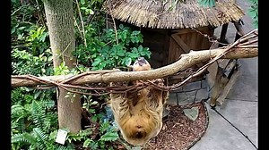 Moe getting down! | Cincinnati Zoo & Botanical Garden