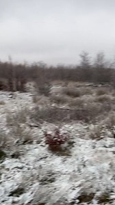 Les premières neiges de l'année ont couvert les Fagnes d’un léger voile blanc ! 🌨️ Sur le toit de la Belgique, les curieux se pressent pour immortaliser ces instants éphémères. Mais attention, ce spectacle hivernal pourrait ne pas durer longtemps… Découvrez les témoignages sur notre site ! 👇 https://www.rtl.be/actu/belgique/meteo/ne-se-lasse-pas-de-ladmirer-les-promeneurs-savourent-les-premieres-neiges-dans/2024-11-20/article/728874 #NeigeEnBelgique #Fagnes #SignalDeBotrange #HiverMagique | RT