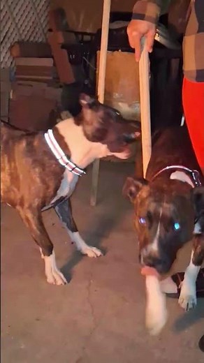 #chingon 2 #happy night #3bb #pets🐶