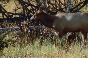 79K views · 2.2K reactions | Elk - [ हिन्दी डॉक्यूमेंट्री ] #nature #elk #documentary #discovery #wildworlddocumentary | Wild World | Facebook