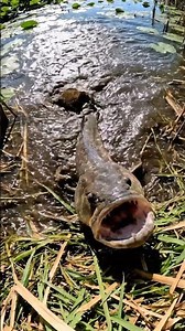 🤯 INSANE Fish Bites Bait! You WON'T Believe The Action! 🎣