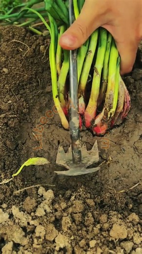 Expert Spring Onion Harvest: Traditional Multi-Root Extraction 🚜🧅💥