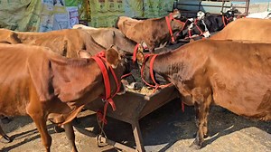 10% discount 😱 jersey breed cows 🐄 20kg -30kg milk capacity 🏆 rate ???🤔 @Sarbcheemadairy 75080 23218 | Sarb Cheema dairy Farm