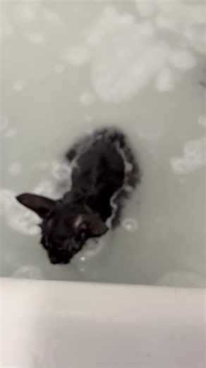 Hilarious Cat Bath Moments That Will Make You Laugh