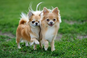 Chihuahua | zooplus Magazine