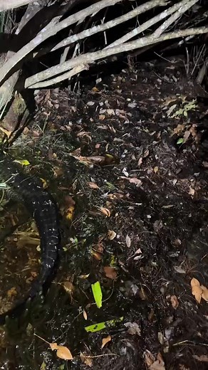 Calm down Mr. Swamp puppy I'm not gonna scare you #everglades #foryou #fyp #wildlife #conservation #florida #flaoridaman #alligator #viral #nature #foryourpage #foryoupage #floridacheck #snake #animals #gator | Father of forest