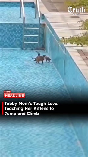 Truth Route News on Instagram: "A viral clip of a tabby mother cat near a backyard pool sparked concern at first glance, but the scene tells a different story. Rather than rescuing her kittens from danger, the mother appears to be guiding them through repeated attempts to climb and jump on their own. In the video, the kittens struggle briefly before making their way up, while the mother stays close — alert, watchful, but not intervening unless necessary. The behavior aligns with common feline pa