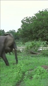 Wildlife Attack on Reels