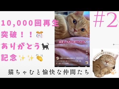 #2 再生回数10,000回突破！感謝を込めて🎊ちゃむの性格や苦手なもの語ってます😸