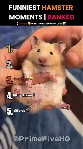 Funniest Hamster Moments | Ranked 🐹😂 #shorts