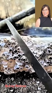 The reason why dead acorn barnacles still hard to remove #barnacles #Informative #fblifestyles | Wylynda Ilagan