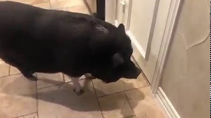 How smart are pigs? Let’s ask Mig The Pig. Seriously, saved a life! 😂🐷 | AMPA- American Mini Pig Association