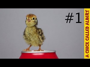 Introducing Albert, an egg from the supermarket