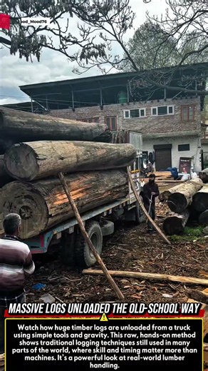 Massive Logs Unloaded the Old-School Way #woodworking #satisfying #wood #woodscraft #tools