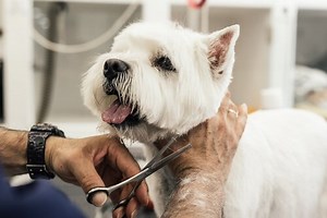 Dog breeds that should not have their fur cut