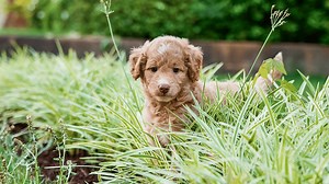 Best Colorado Springs Goldendoodles Available — Crockett Doodles