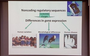 [英文字幕] Introduction to Regulatory Genomics and Epigenomics