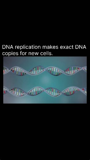 explaining on Instagram: "DNA replication is the biological process by which a cell copies its DNA before cell division. It ensures that each daughter cell receives an identical set of genetic information. The process involves unzipping the double helix, using enzymes like helicase, and synthesizing new complementary strands with DNA polymerase. This semi-conservative method preserves half of the original strand in each new molecule 🧬✨. . Follow @explain.era for more such reels 🙌🔥 . . #explor