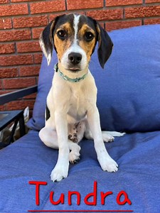 47 reactions · 46 shares | Come join these 4 cute, lovable CPHS Adoptable Dogs as they visit Levin Furniture and Mattress in Altoona @ 12 PM - 5 PM for today's Labor Day Sale! All donations over $5 will receive a gift! | Central PA Humane Society | Facebook