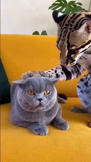 Funny Ocelot Petting a Grumpy Silly Cat! 🤣🐾 #funnyanimals