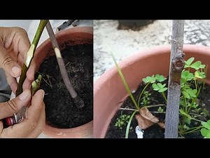 Chip Budding for Fruit Trees: How to Achieve Successful Grafting