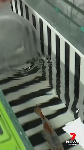 To say someone has 'the memory of a goldfish' isn't such a bad thing after all. Scientists in the UK have disproven the long-held belief goldfish have little or no memory. A team at Oxford University trained nine fish to travel 70 centimetres and back again to receive a food reward. They found eight of the nine fish remembered when to turn back without being prompted. 7NEWS at 6pm. More local news: 7news.com.au/news/Sydney #Goldfish #7NEWS | 7NEWS Sydney