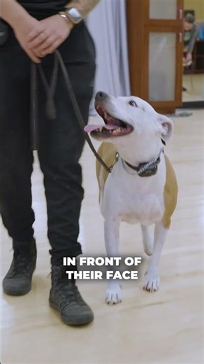 Teaching the "Yes" Reward Marker: Step By Step For Pet Parents (1/3) #dogtips #dog #yesmarker