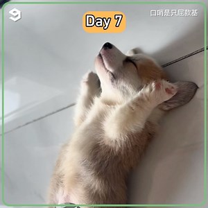 Watch this puppy grow up in 30 days 🥹 | Barked