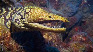 Moray eel undewater. The fangtooth moray (Enchelycore anatina) sometimes also known as tiger moray, close-up view