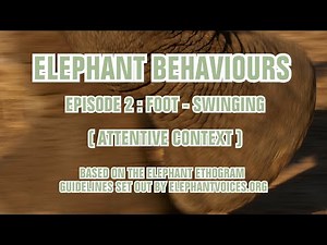 FOOT-SWINGING ELEPHANTS - Elephant Behaviours Episode 2 (Attentive)