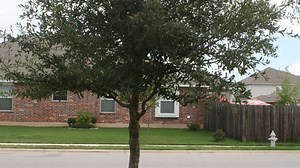 Pruning live oaks can be done now if done right