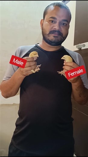 chicks male female difference, aseel chick male female how to identify male and female among chic...