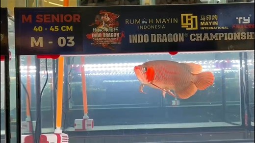 Kicking off strong! 10X Lucky Dragon’s “Sobi” blazing through Day 1 at the Indo Dragon Championship 6! #10xLuckyDragon #indodragon | 10X Lucky Dragon