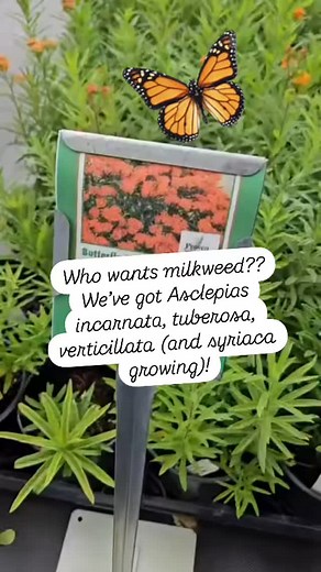 The milkweed magic has begun! Our Asclepias tuberosa (Butterfly Weed) is bursting into bloom—and it’s not the only one! We’ve also got Asclepias incarnata (Swamp Milkweed) and A. verticillata (Whorled Milkweed), ready to fly off the shelves! These native powerhouses are essential host plants for Monarch caterpillars and pollinator magnets for bees, butterflies, and more. All 1-gal pots — just $12.50 each! Swing by the nursery this weekend or check out online store and plant some purpose in your 