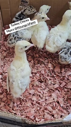 Caring for Young Turkey Chicks: Cultivating Beauty on Farms