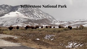 197K views · 29K reactions | Yellowstone National Park Bison Head Back to the Park The only place they are free. A short video of the bison heading back into Yellowstone National Park. I really don’t have much to say today. Please enjoy these majestic beautiful ThunderBeast of Yellowstone. Thank you for watching Optics Yellowstone LLC ©️Melba Coleman | Optics Yellowstone LLC | Facebook