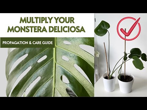 Monstera Deliciosa Propagation and Detailed Care Guide for Swiss Cheese Plant