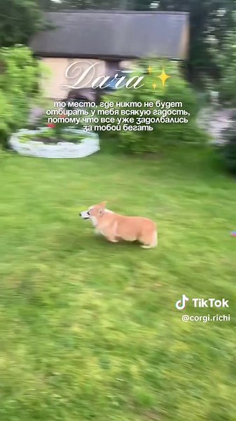 Corgi Puppies: Loveable Companions For Every Family