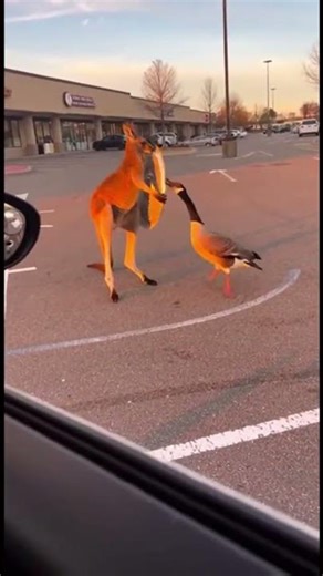 Kangaroo vs. Goose: The Ultimate Parking Lot Brawl 🦘🪿#shorts