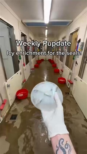 Our pups got some fishy ice blocks this week! Which one is your favourite? | RSPCA West Hatch Wildlife