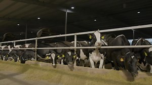 3.8K views · 76 reactions | Don't settle for a supplier. Select Sires wants to be your genetic partner and work side-by-side to meet your goals. Whatever your herd goals, genetics play a major role. For MVP Dairy, sustainability is a key focus and through genetic selection, we are improving cow efficiency each generation. | Select Sires Inc. | Facebook