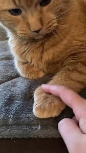 🧠 🐾 #brain #paws #bam #catsoftiktok #mittens | Reznor The Cat