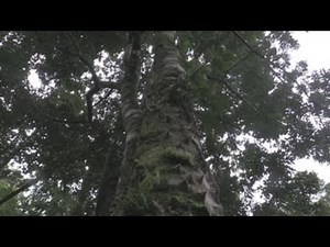 Biological corridors in Costa Rica: a strategy for conservation