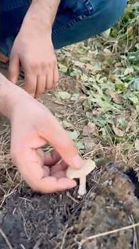 🍄 Toadstool ✅ vs Mushroom ❌ | (Kukurmutta)Amazing Fungi Facts 🤯#biologyshorts #biolegacy