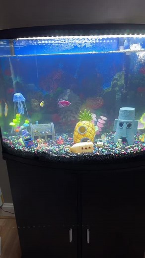 SpongeBob Fish Tank Setup and Care Tips