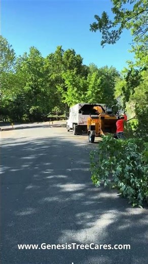 Genesis Tree Care: Protecting Your Trees & Property in Maryland!