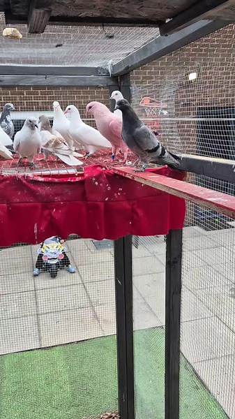 Sukhdev Singh on TikTok