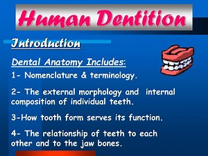 Human Dentition - SlideServe