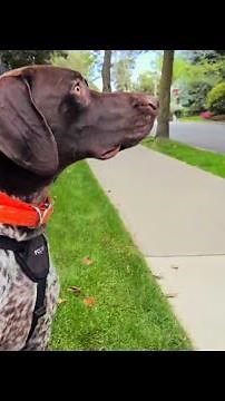 Teach Your Dog To Ignore Distractions | Dog Training Tip